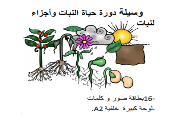 رسم مراحل نمو النبات للأطفال 9