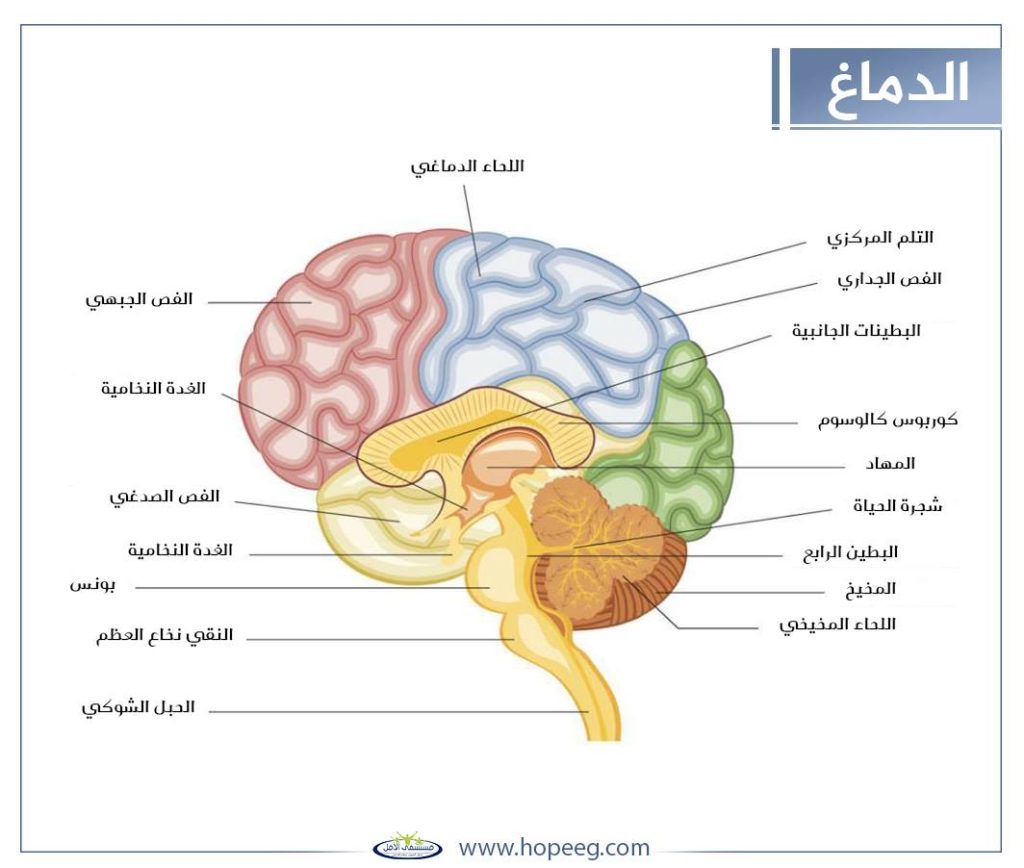 تأثير المخدرات على الجسم 1