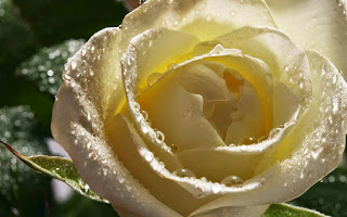 صور الورد 4