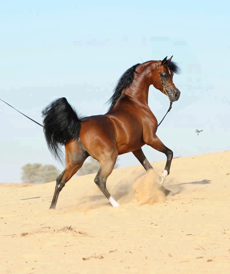 صور خيل