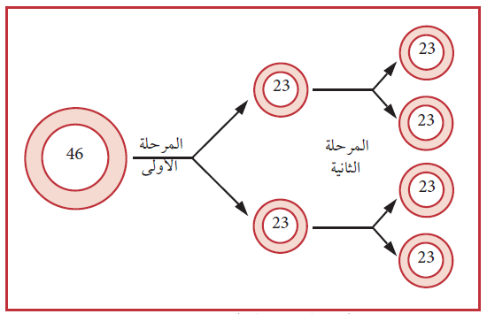 الانقسام المتساوي والمنصف 1