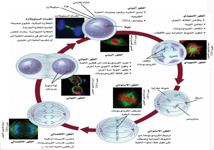 الانقسام المتساوي ppt 1