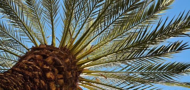 معلومات عن السعف صور احد الشعانين 1