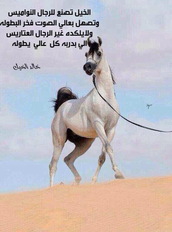 صور خيل