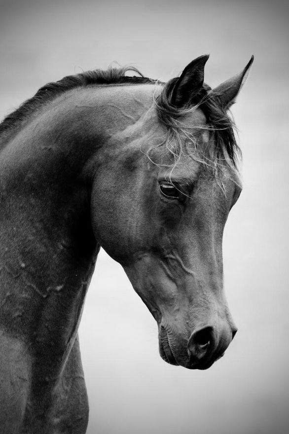 صور خيل