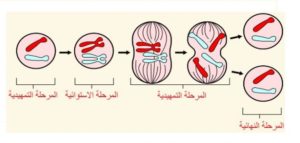 مراحل الانقسام المتساوي بالصور