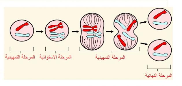 أهمية الانقسام المتساوي 1
