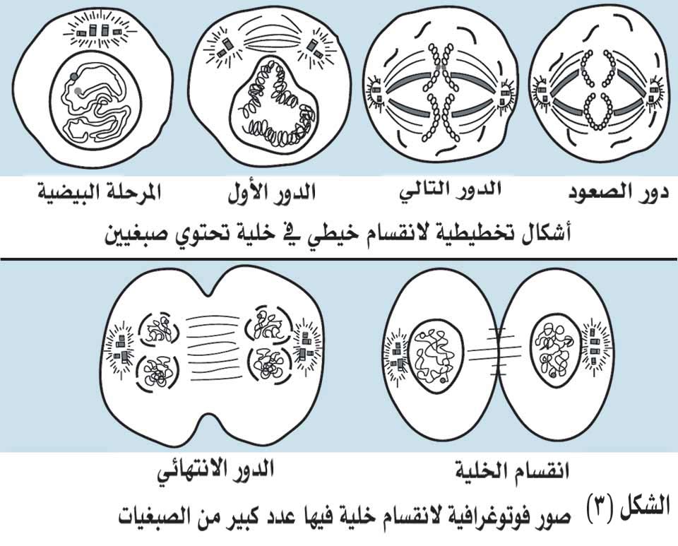 مراحل الانقسام المتساوي للصف السادس 1