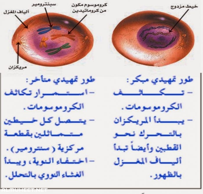 نموذج الانقسام المتساوي 1