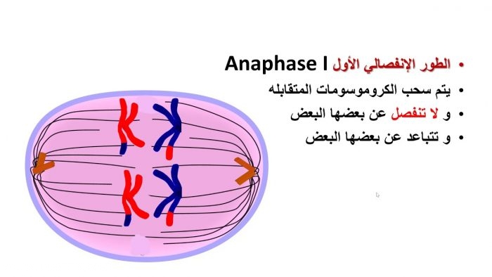 حدد مرحلة الانقسام المتساوي التي تقضي فيها الخلية اطول حياتها 1