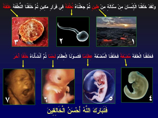 بوربوينت مراحل نمو الانسان للاطفال 1