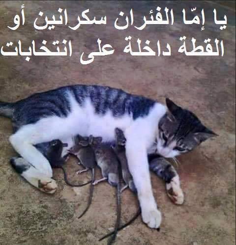 عالم الصور المضحكة5