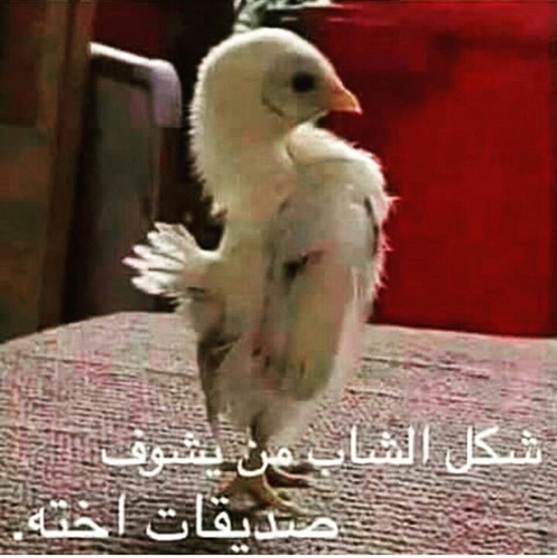 اجمل الصور المضحكة جدا صور مضحكة جدا5