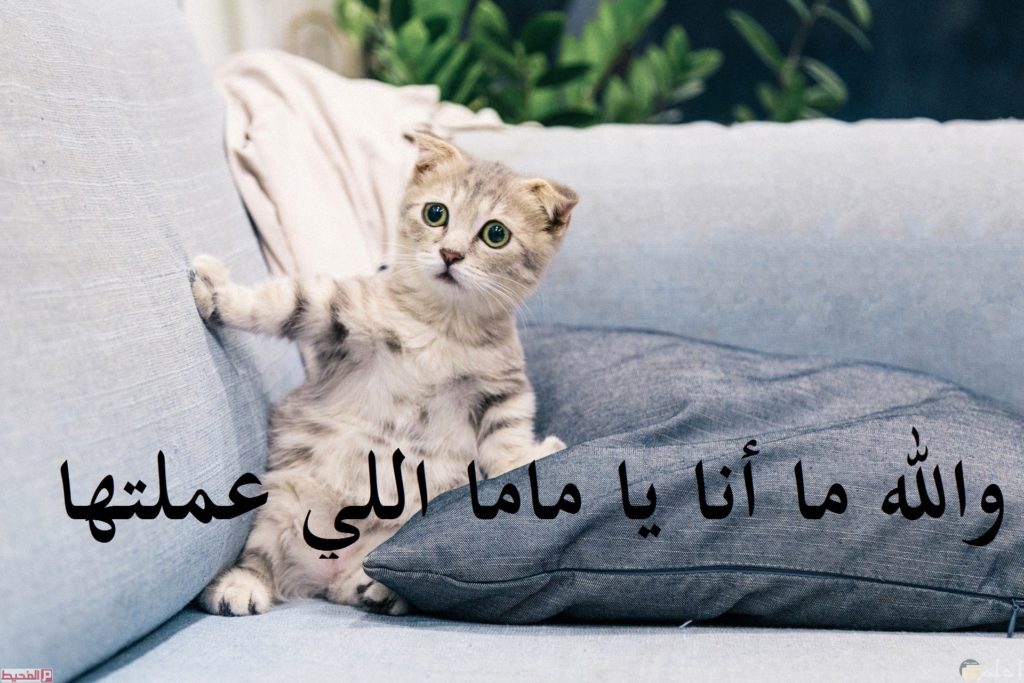 اقوى الصور المضحكة في العالم صور مضحكة جدا2