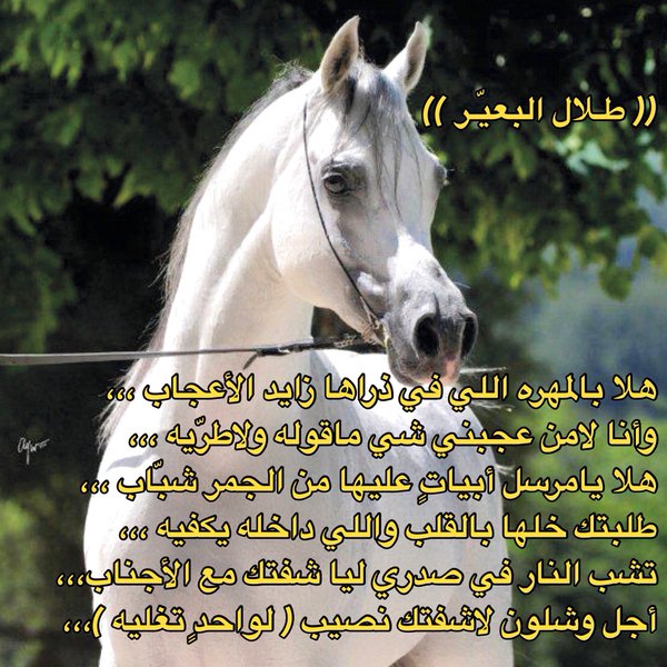 خلفيات خيول وشعر 2