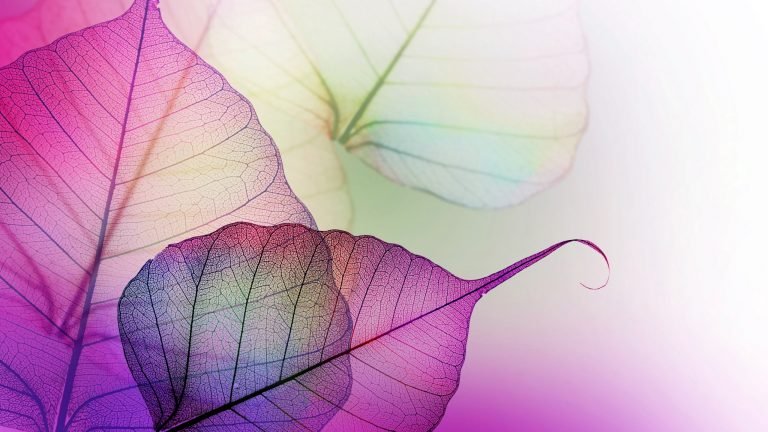 خلفية شفافة لبرنامج Phonto 2