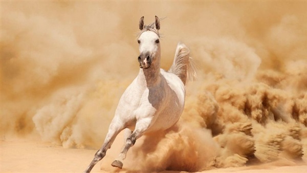 صور خيل