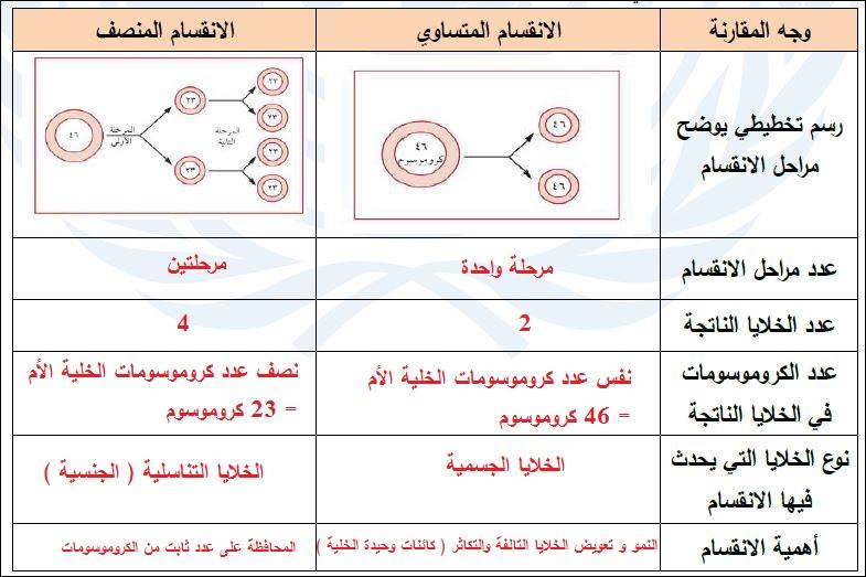 أهمية الانقسام المتساوي 3