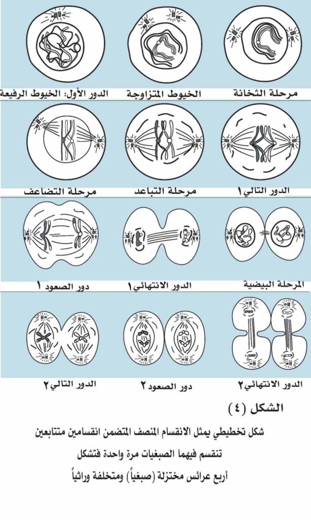 مراحل الانقسام المتساوي للصف السادس 2