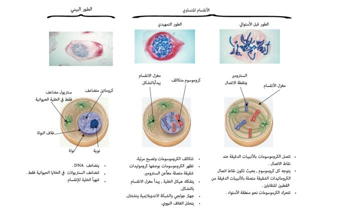 نموذج الانقسام المتساوي 2
