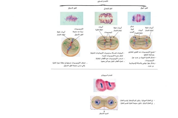 حدد مرحلة الانقسام المتساوي التي تقضي فيها الخلية اطول حياتها 2