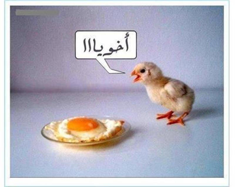 اجمل الصور المضحكة مع التعليق5