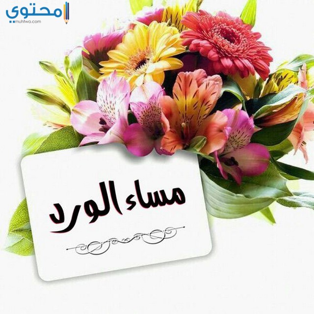 خلفيات مساء الخير5