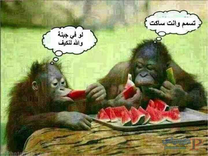 اجمل الصور المضحكة في العالمصور مضحكة جدا 4