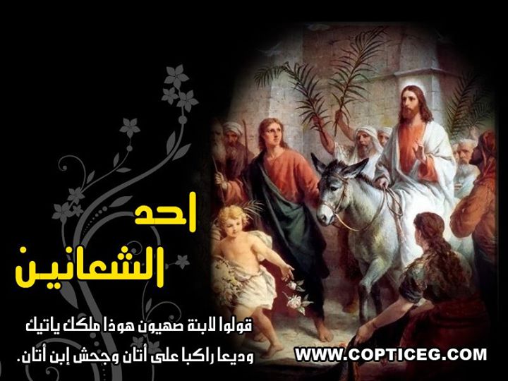 صور احد الشعانين 3