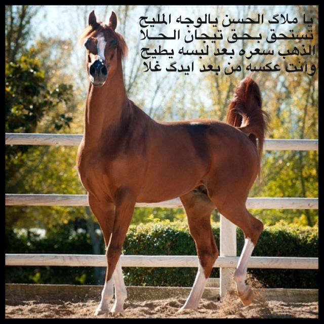 خلفيات خيول وشعر 3