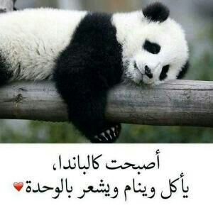 عبارات عن الباندا 4