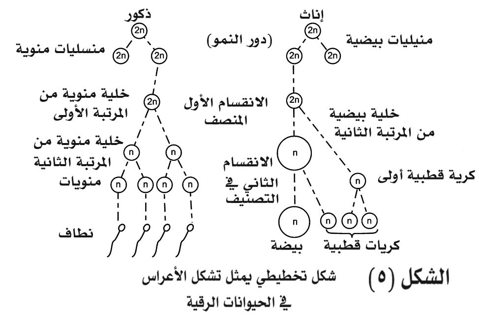 مراحل الانقسام المتساوي للصف السادس 3
