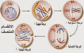 الانقسام المتساوي في الخلية النباتية 3