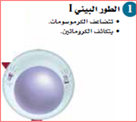 الانقسام المتساوي والمنصف 3