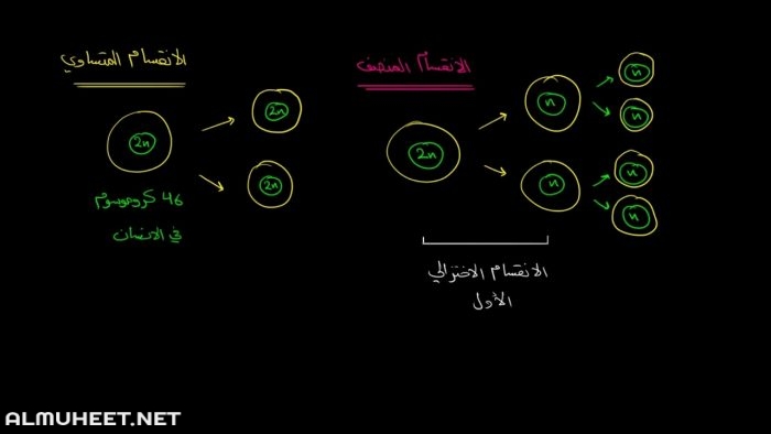 نموذج الانقسام المتساوي 3