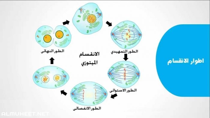 حدد مرحلة الانقسام المتساوي التي تقضي فيها الخلية اطول حياتها 3