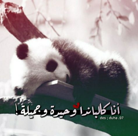 عبارات عن الباندا 5