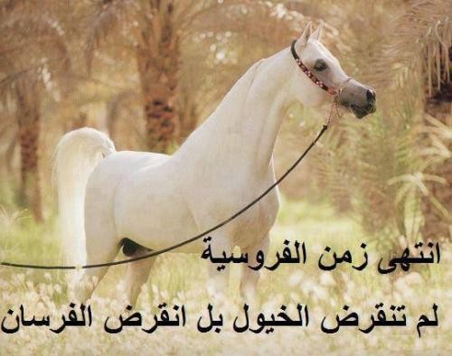 صور خيل