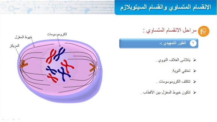 نموذج الانقسام المتساوي 4