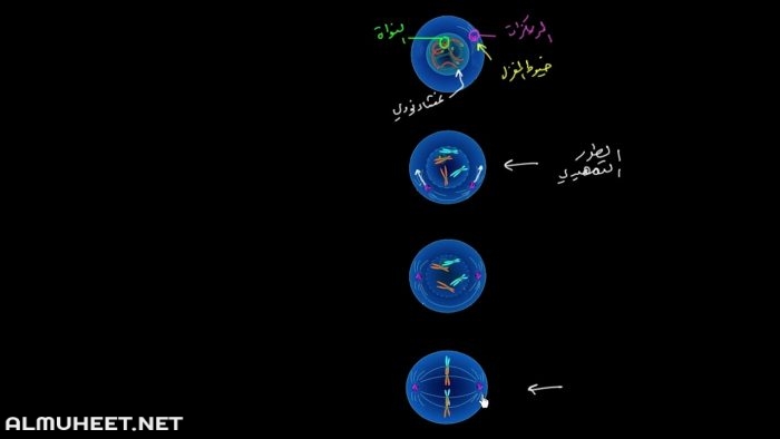 حدد مرحلة الانقسام المتساوي التي تقضي فيها الخلية اطول حياتها 4