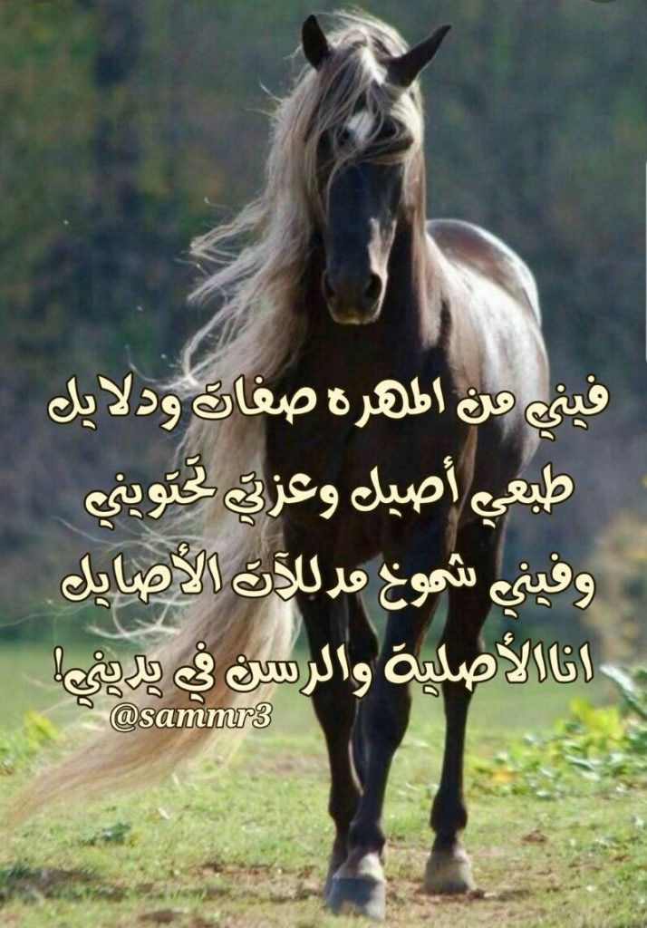 خلفيات خيول وشعر 5