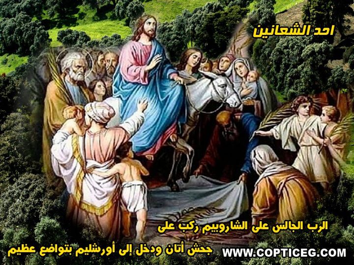 صور احد الشعانين 5