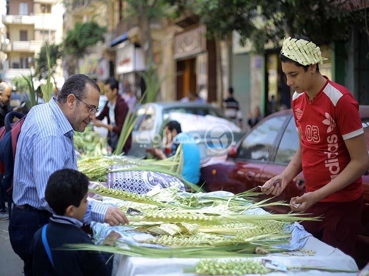 معلومات عن السعف 5