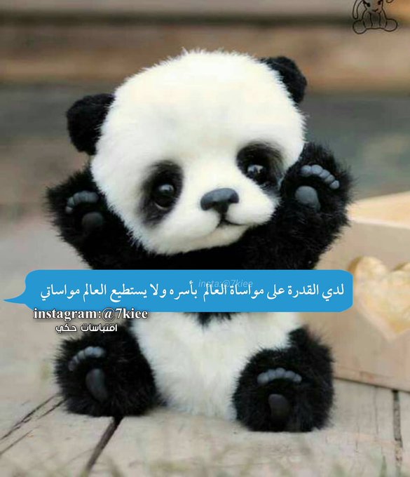 عبارات عن الباندا 1