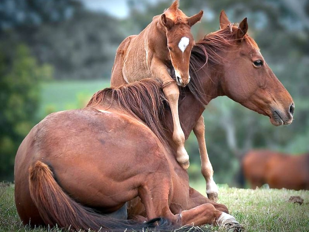 صور خيل