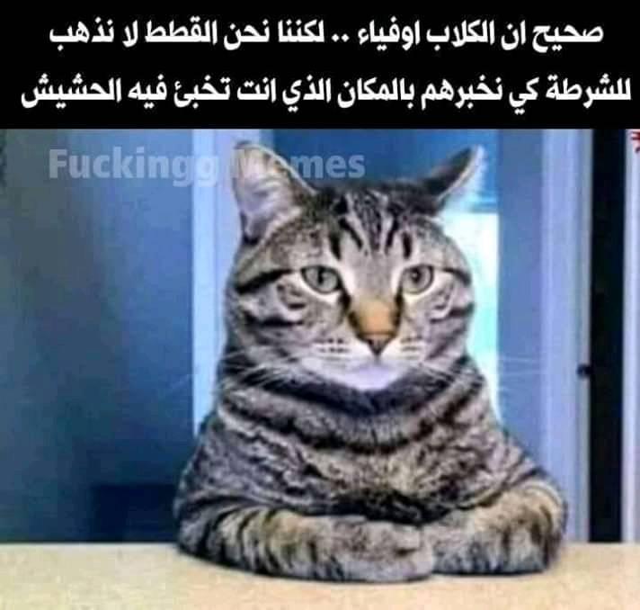 نكت مغربية بالدارجة 2019
