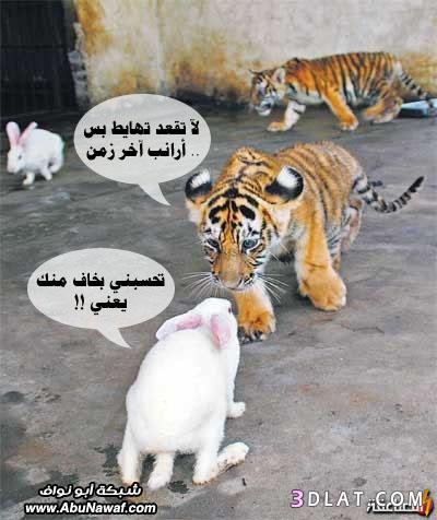 عالم الصور المضحكة4
