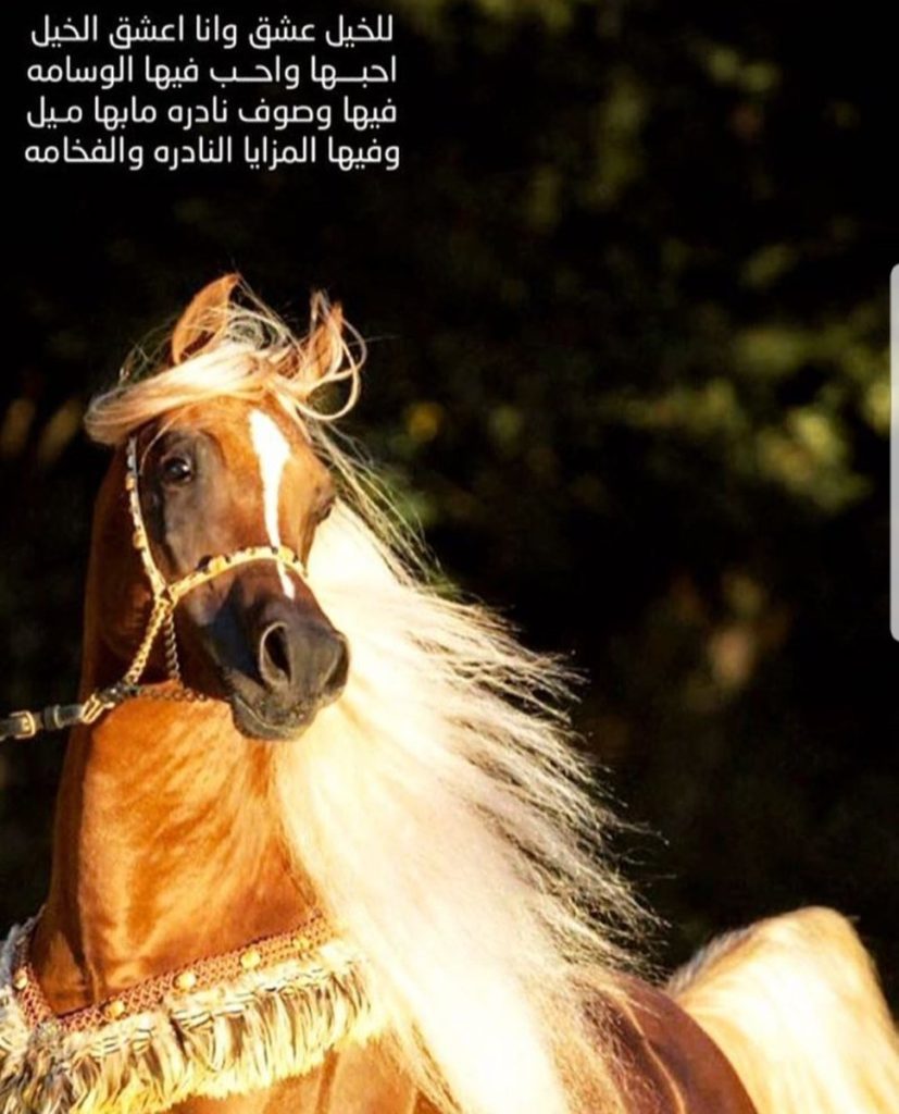 عبارات وصور خيول 1
