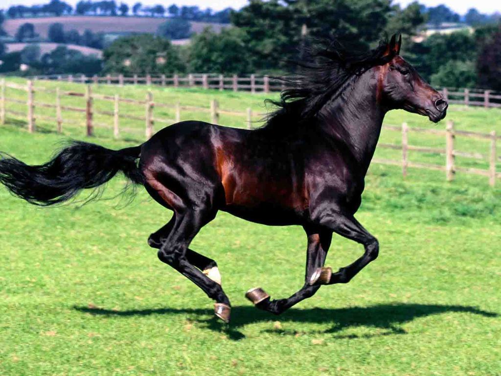 صور خيل 1