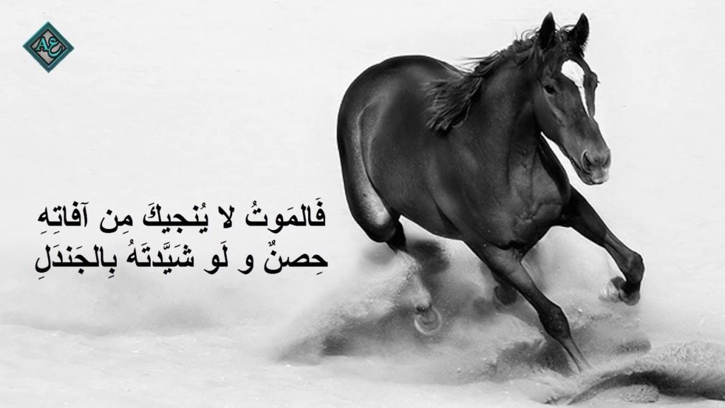 عبارات وصور خيول 2